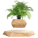نبتة-الجاذبية-1.webp
